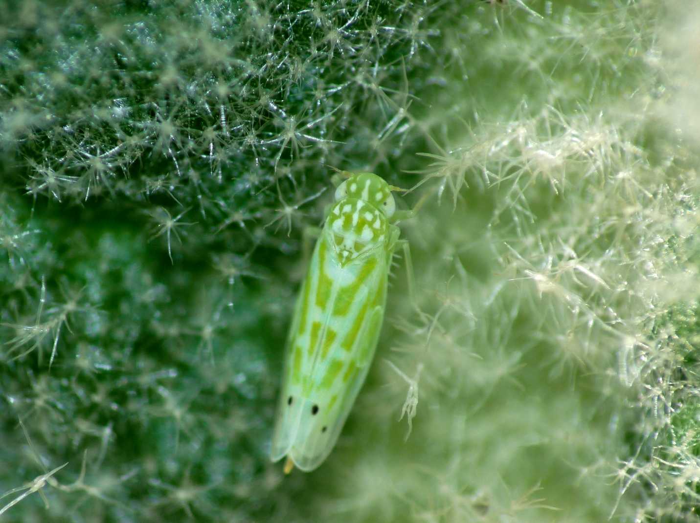 Mini cicalina....Micantulina stigmatipennis, dal  Lazio